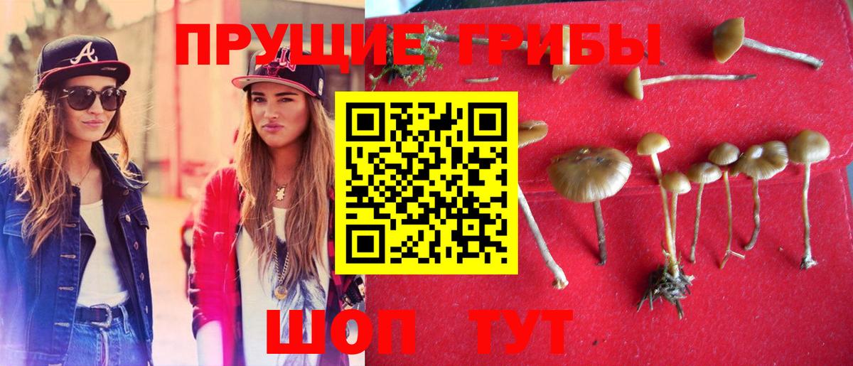 Галлюциногенные грибы Psilocybine cubensis  купить наркоту  Галлюциногенные грибы MAGIC MUSHROOMS  Алушта 